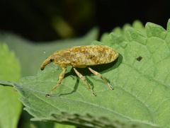 Gasteroclisus