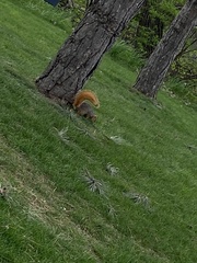 Sciurus niger