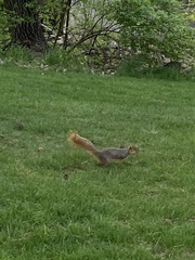 Sciurus niger