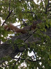 Sciurus niger