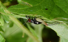 Trigonidium erythrocephalum