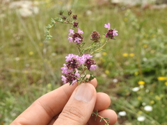 Thymus willdenowii