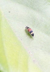 Macroglipa
