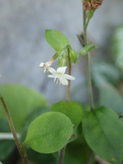 Myosotis lytteltonensis