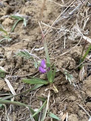 Gueldenstaedtia verna