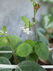 Myosotis lytteltonensis