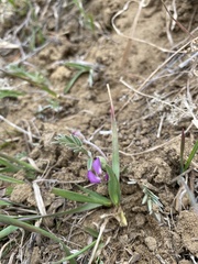 Gueldenstaedtia verna