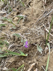 Gueldenstaedtia verna