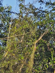 Trichonephila sexpunctata