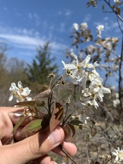 Amelanchier sanguinea
