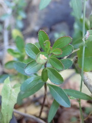 Veronica pentasepala