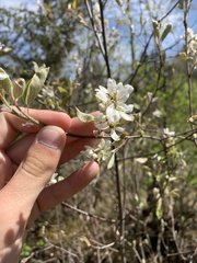 Amelanchier sanguinea