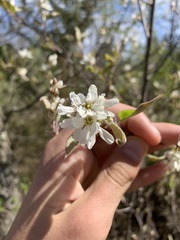 Amelanchier sanguinea