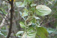 Smilax ovalifolia