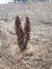 Orobanche coerulescens