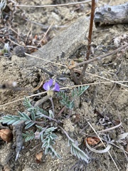 Gueldenstaedtia verna