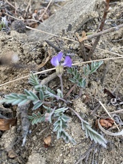 Gueldenstaedtia verna