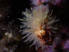 Gattya humilis