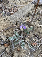 Gueldenstaedtia verna