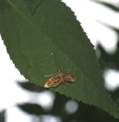 Paracymoriza cataclystalis