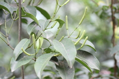 Gnetum luofuense