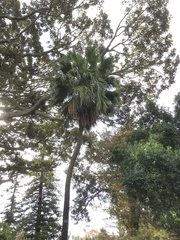 Livistona chinensis