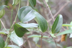 Smilax lanceifolia
