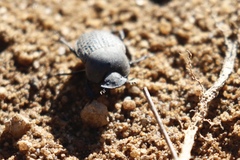 Epirinus flagellatus