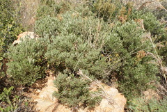 Searsia magalismontana magalismontana
