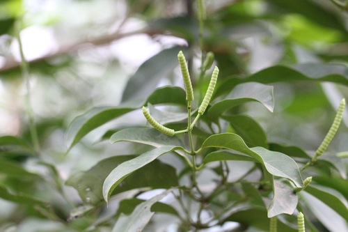 Image of Gnetum luofuense by no rights reserved