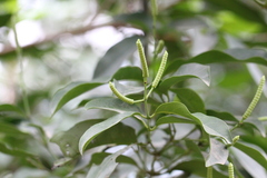 Gnetum luofuense
