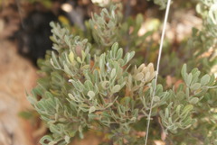 Searsia magalismontana magalismontana
