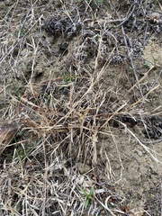 Cleistogenes kitagawae