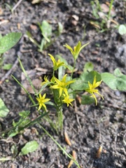 Gagea minima