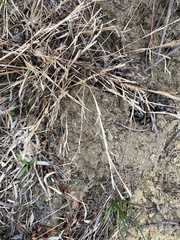 Cleistogenes kitagawae