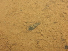 Semisulcospira libertina
