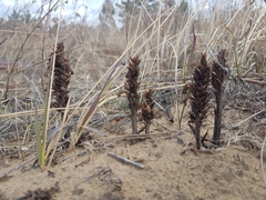 Orobanche coerulescens