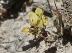 Lysimachia minima