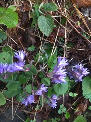 Soldanella montana