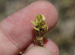 Lysimachia minima