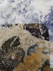 Hymenosoma orbiculare