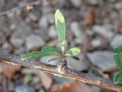 Olearia adenophora
