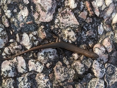 Carinascincus orocryptus