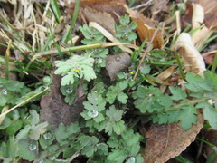 Chelidonium majus