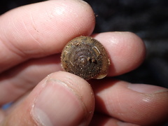 Vespericola marinensis