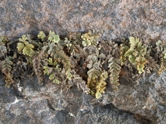 Hymenophyllum applanatum