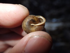 Vespericola marinensis