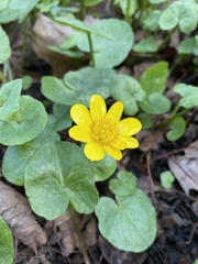Ficaria verna