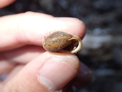 Vespericola marinensis