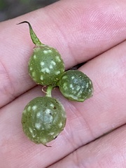 Dryocosmus quercuslaurifoliae